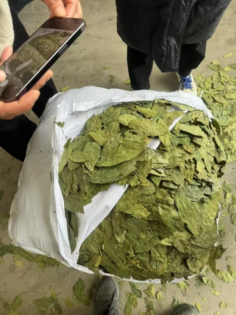 国产香叶，进口香叶，中绿。特绿