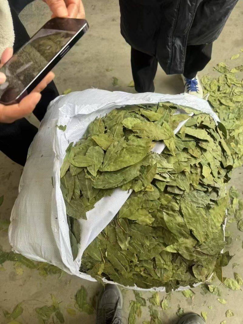 国产香叶，进口香叶，中绿，特绿