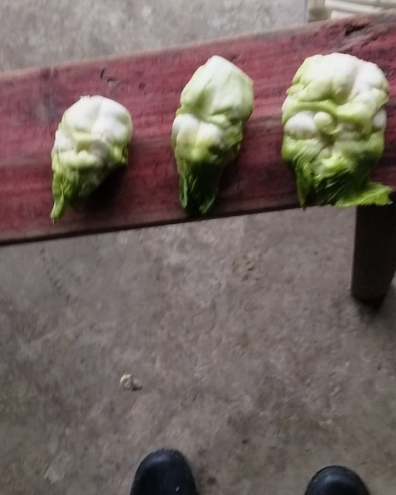 精品儿菜2一6两