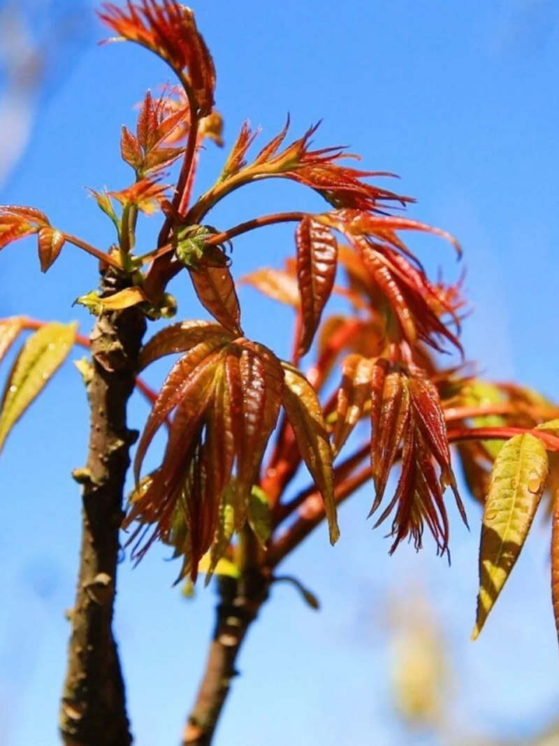 万亩香椿芽基地，马上就到季节，欢迎全国各地老板前来洽谈合作