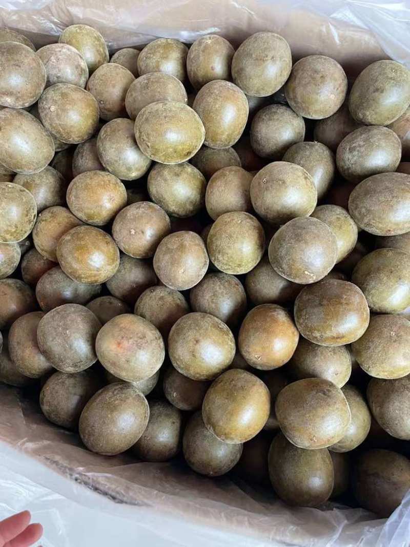 新货罗汉果大箱中果900个每箱中大个头颜色均匀