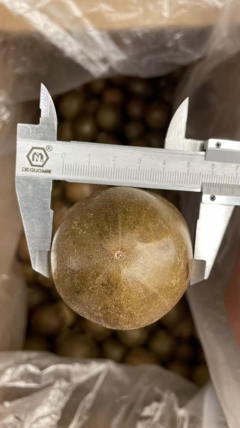 新货罗汉果大箱中果900个每箱中大个头颜色均匀