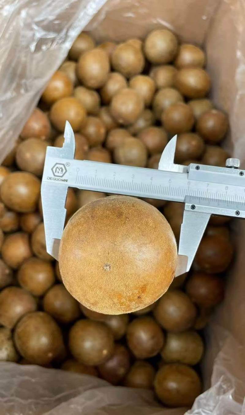 新货罗汉果大箱大果700个每箱大个头颜色均匀