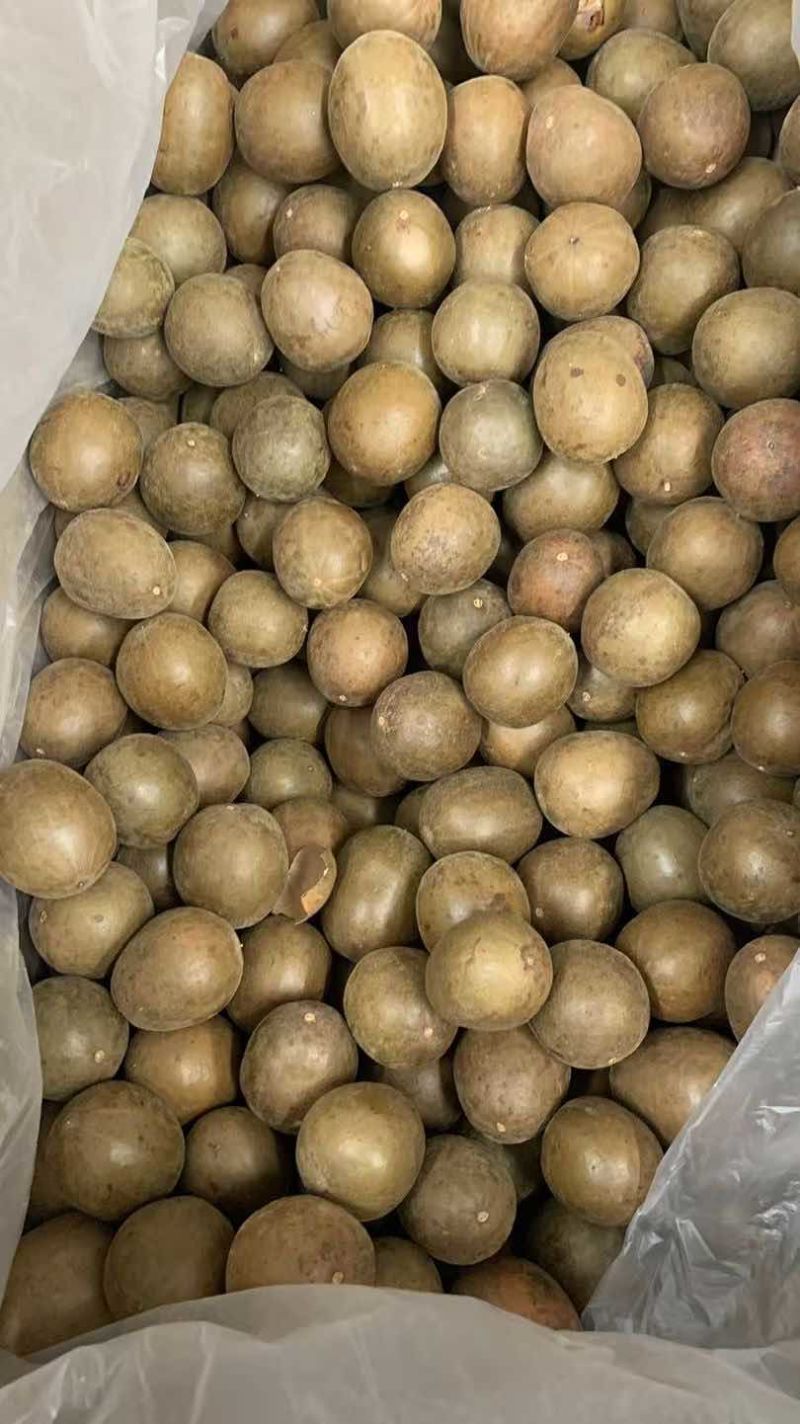 新货罗汉果大箱小果1200个每箱中个头颜色均匀