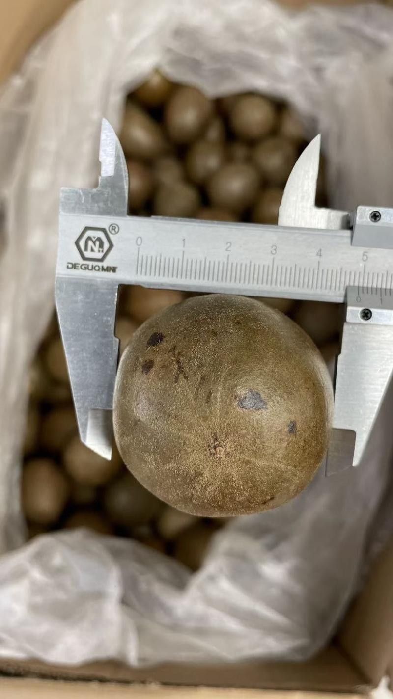 新货罗汉果大箱小果1200个每箱中个头颜色均匀