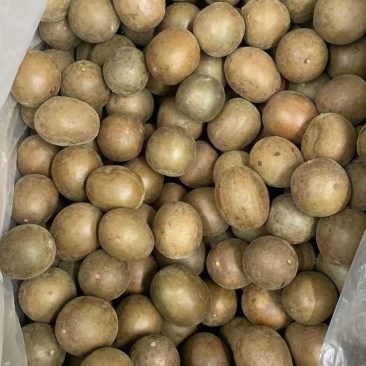 新货罗汉果大箱小果1200个每箱中个头颜色均匀