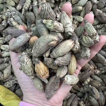 批发小青槟榔个足干统货