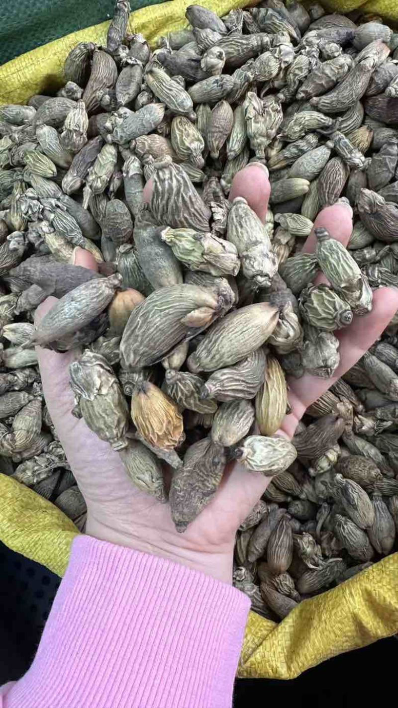 批发小青槟榔个足干统货