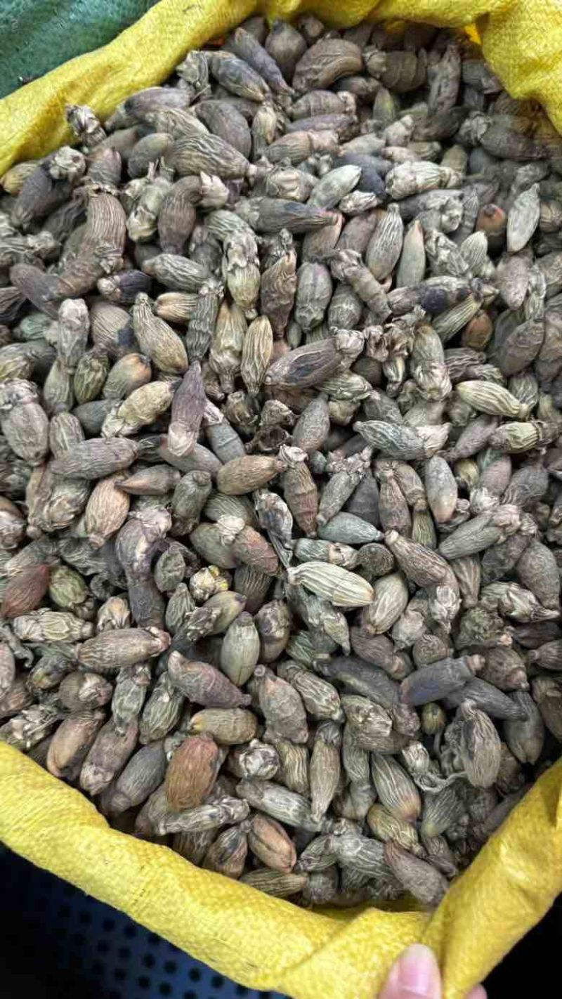 批发小青槟榔个足干统货