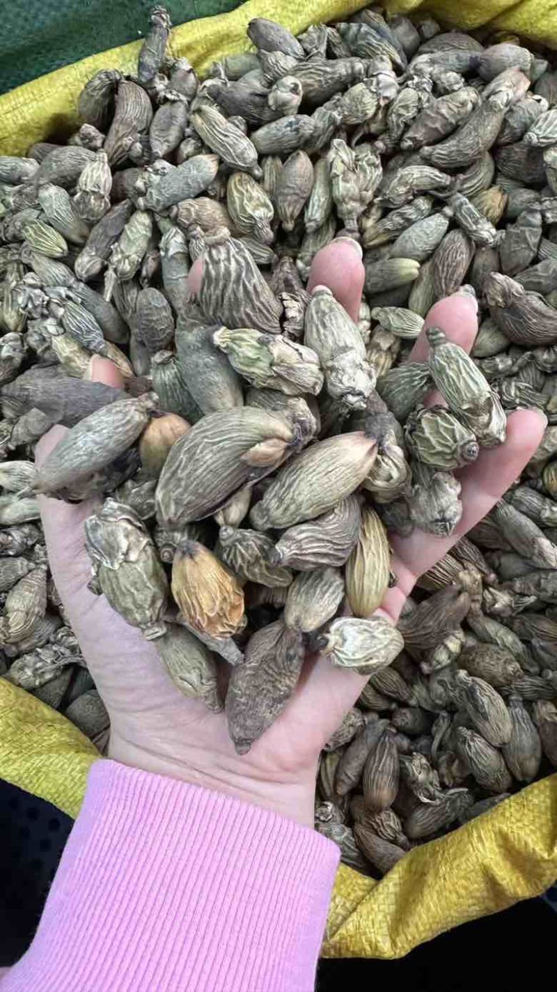 批发小青槟榔个足干统货