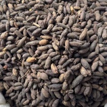 母丁香统货全干性价比高100斤每件