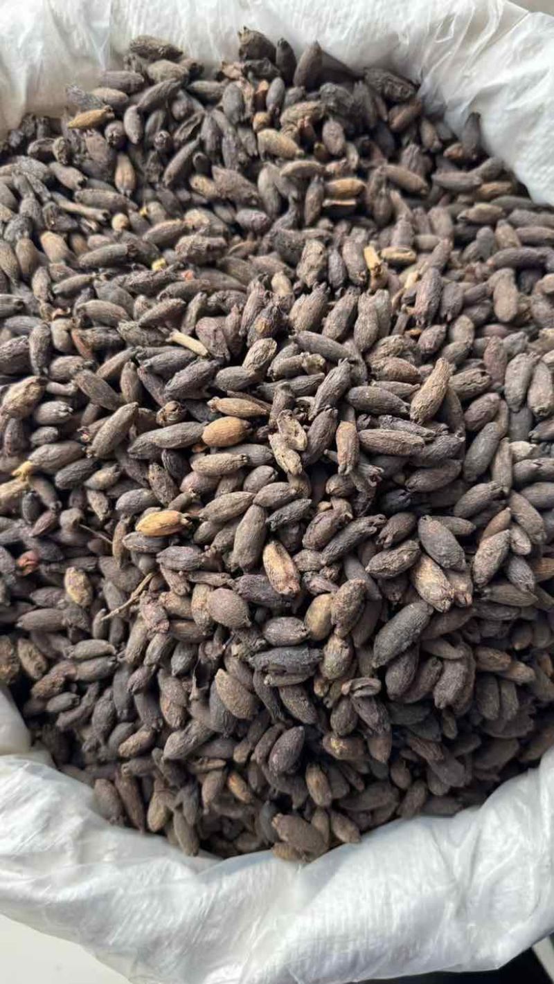 母丁香统货全干性价比高100斤每件