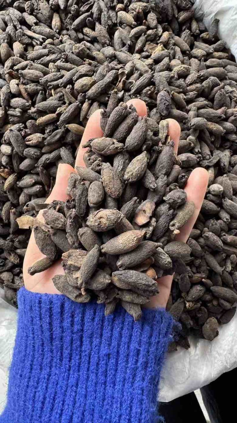 母丁香统货全干性价比高100斤每件