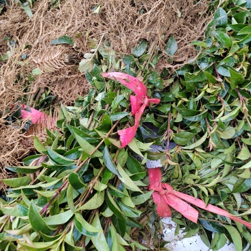 高度30公分大叶女贞