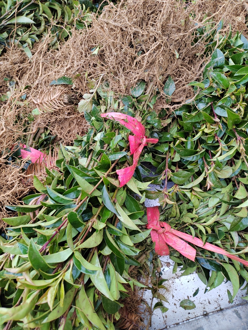 高度30公分大叶女贞