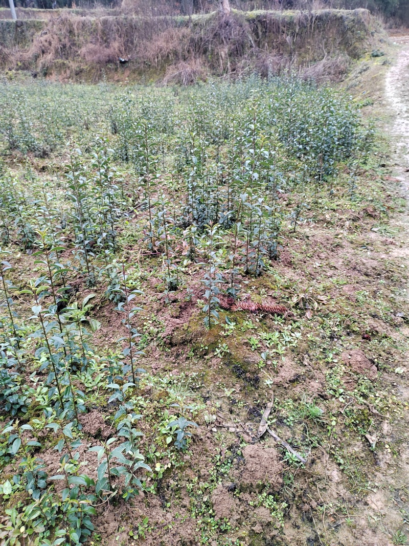 高度30公分大叶女贞