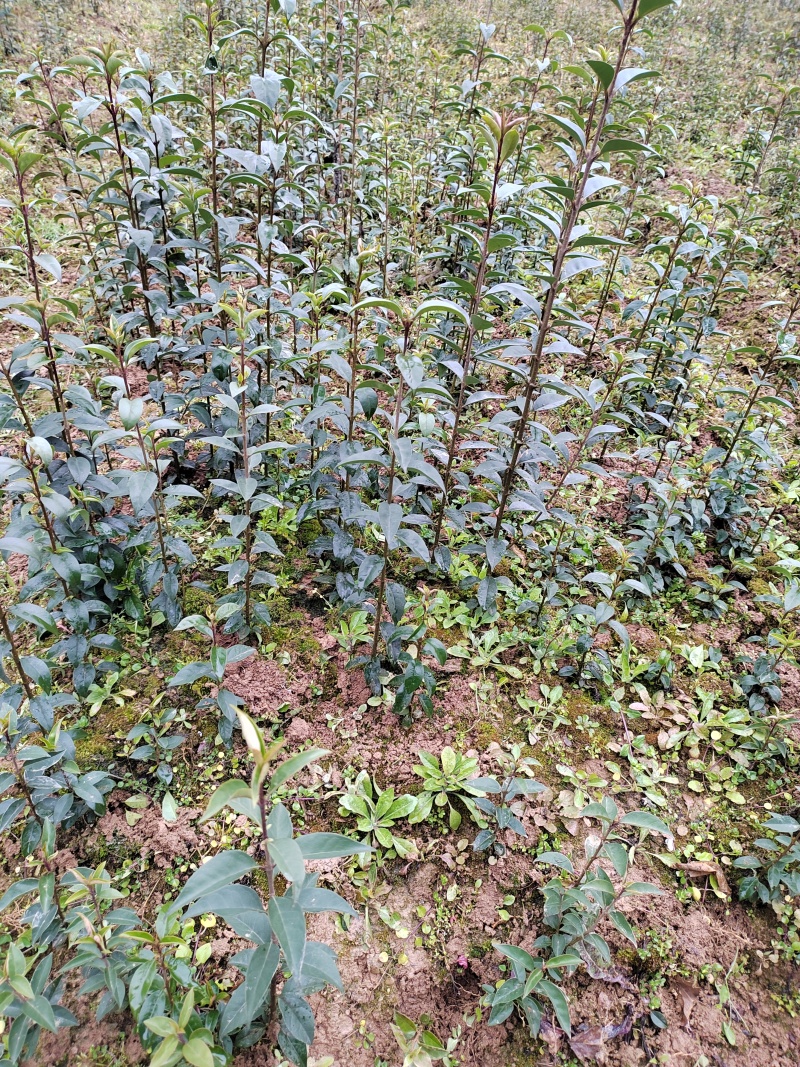 高度30公分大叶女贞