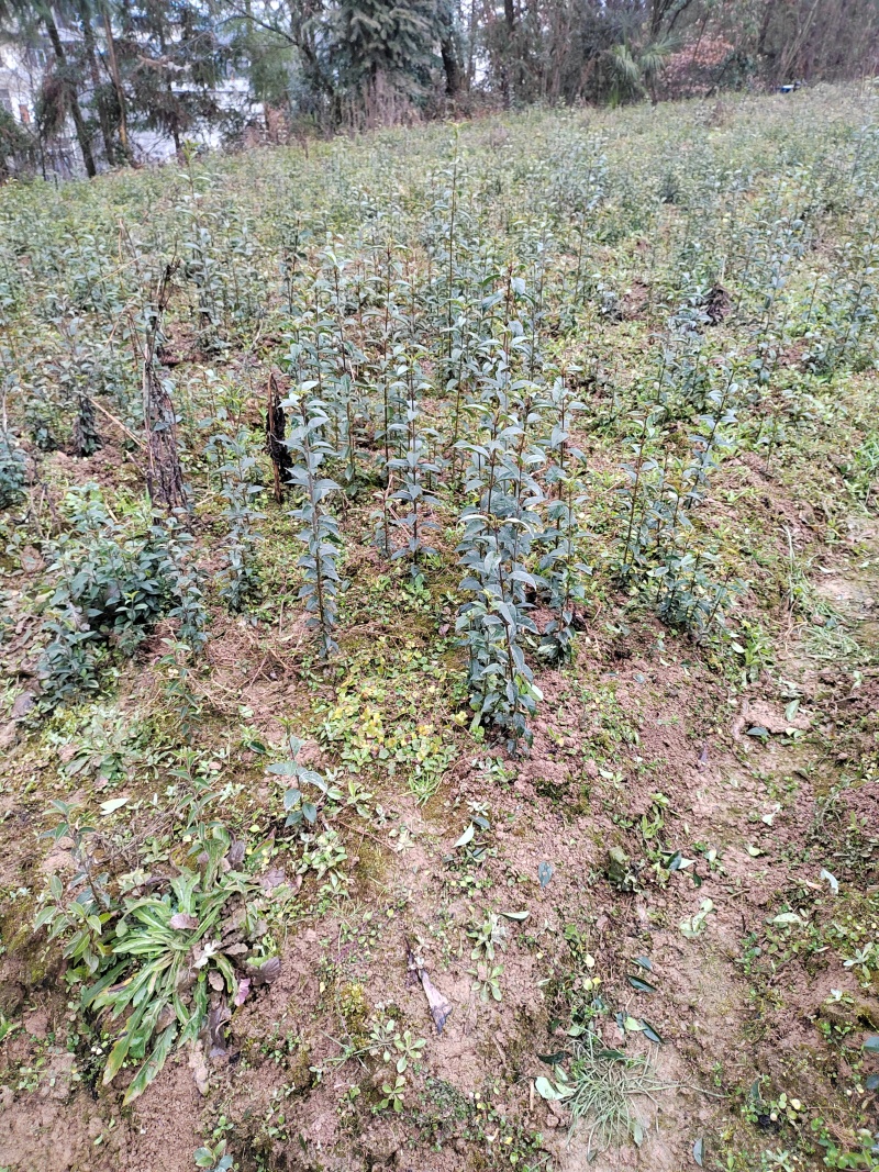 高度30公分大叶女贞