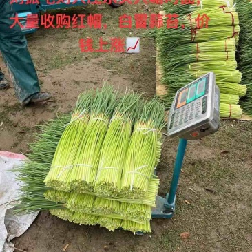 大蒜，蒜苔，扒皮蒜