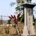 四川大竹香椿