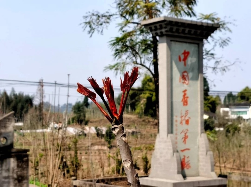 四川大竹香椿