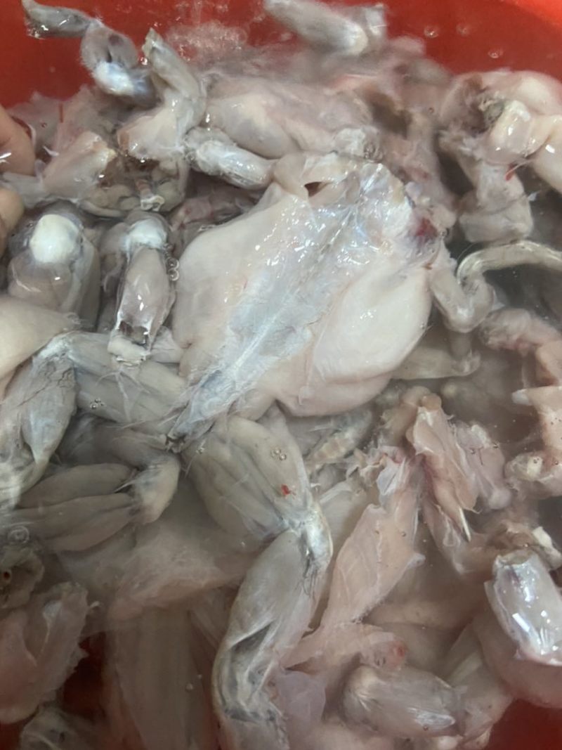 蟾蜍肉现杀去都去脚新鲜出炉