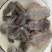 蟾蜍肉现杀去都去脚新鲜出炉