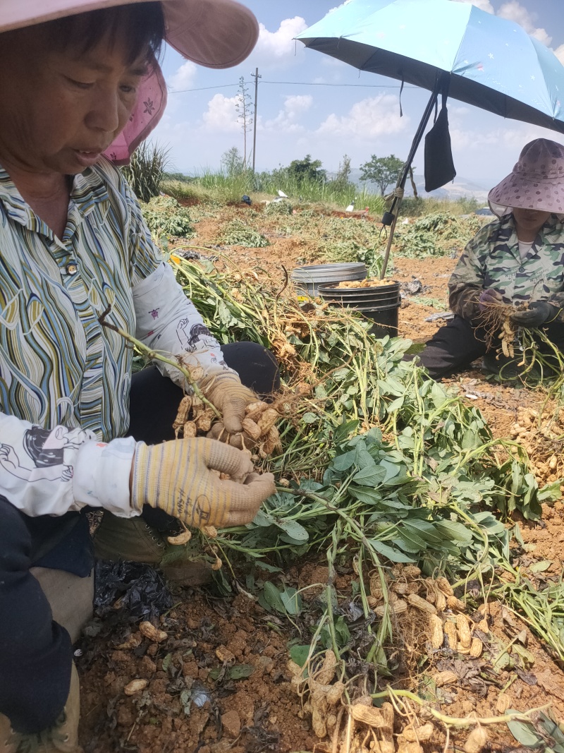 云南七彩鲜花生