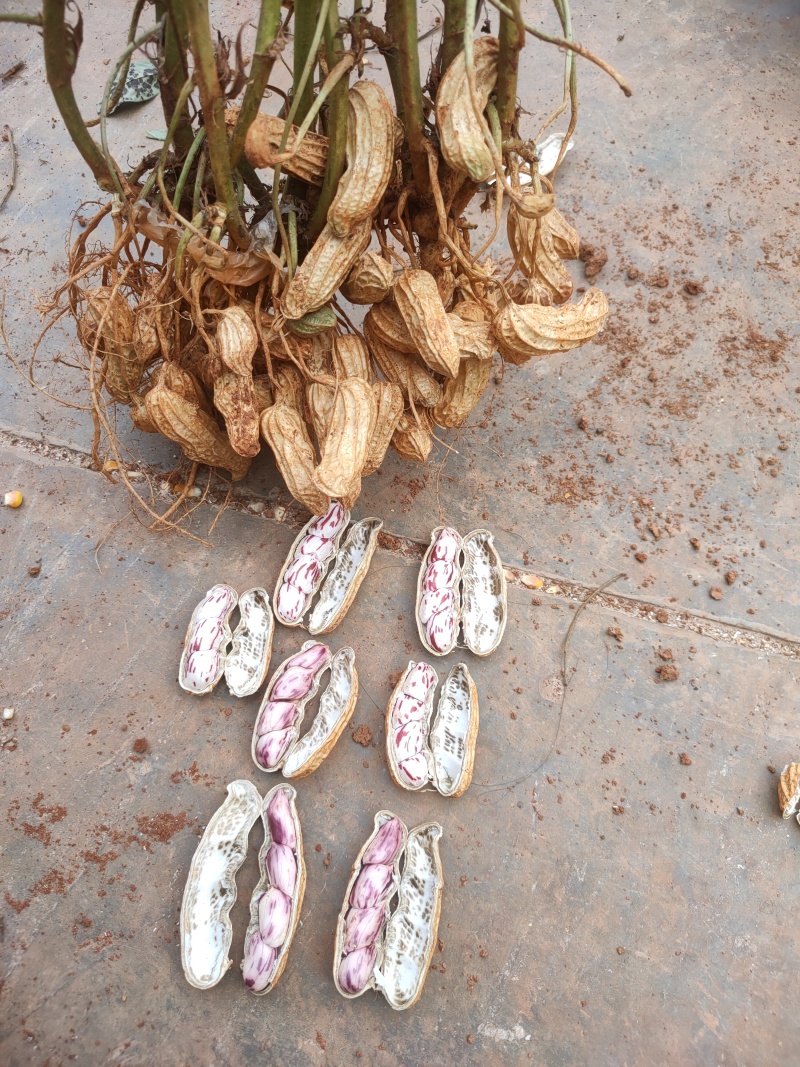 云南七彩鲜花生