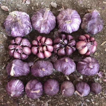 云南大蒜紫皮分蒜分瓣蒜独头蒜代办服务