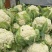 台州精品花菜散花大棚花现摘发货