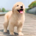 金毛犬