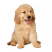 金毛犬