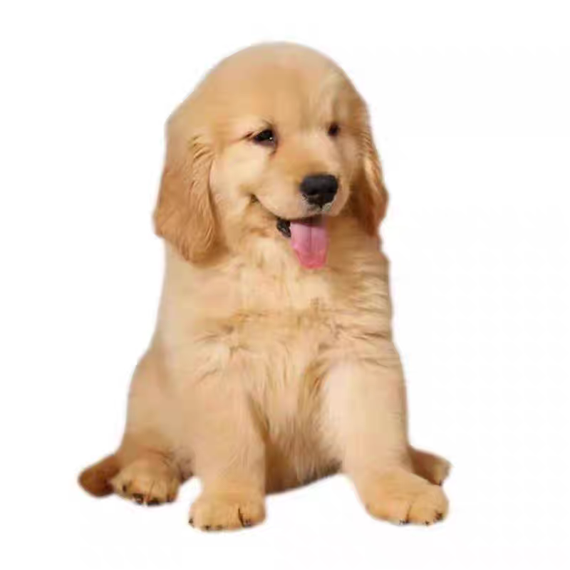 金毛犬