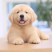 金毛犬