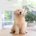 金毛犬