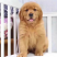 金毛犬