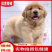 金毛犬
