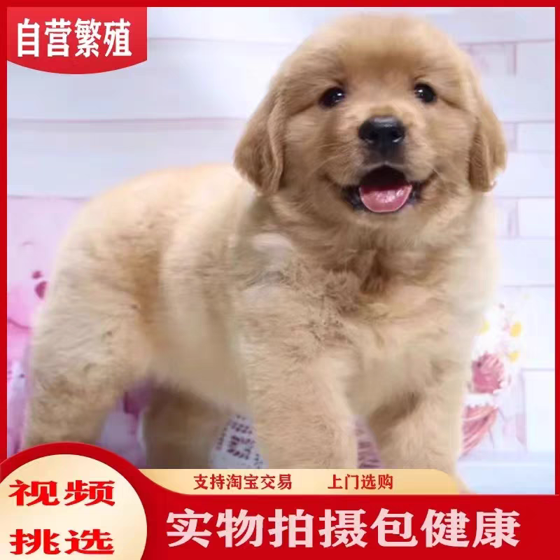 金毛犬