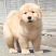 金毛犬