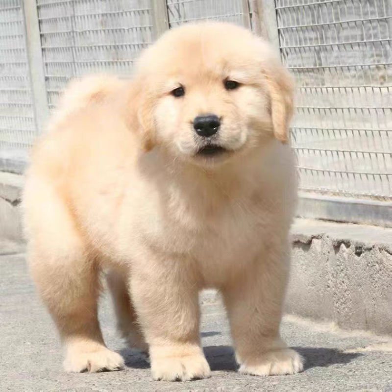 金毛犬