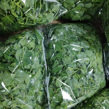 草头金花菜