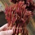 香椿芽