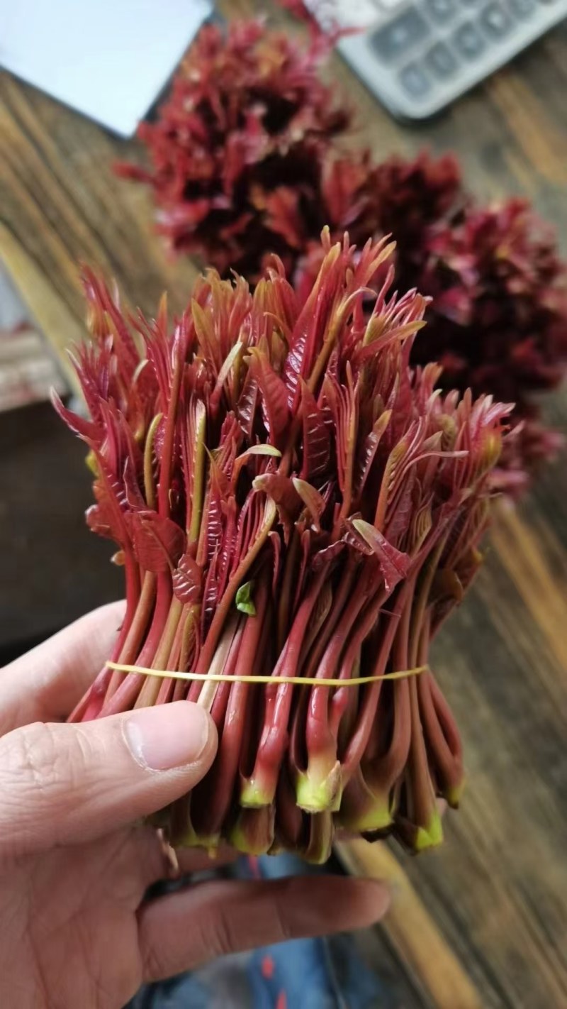 香椿芽