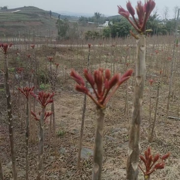 香椿芽