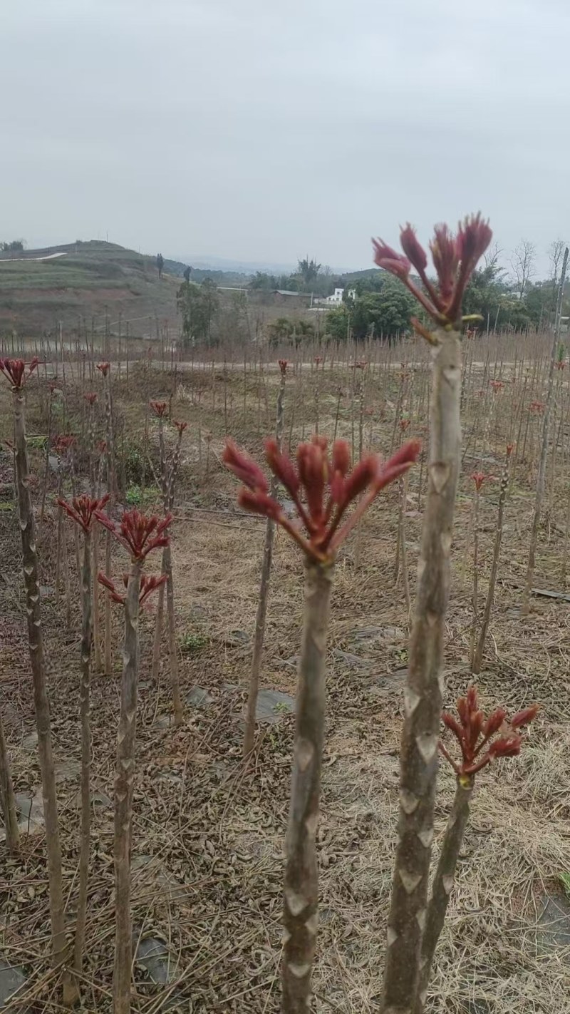香椿芽