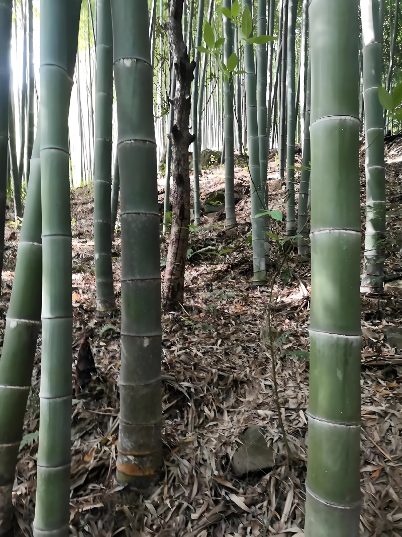 楠竹