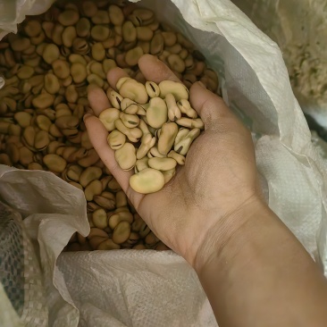 精品干蚕豆，1000斤起