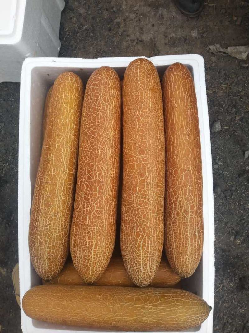 精品老黄瓜