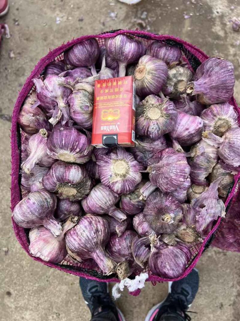 实力供应新鲜大蒜独头蒜紫皮大蒜分蒜